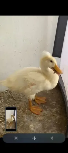 Merreco pompom jovem