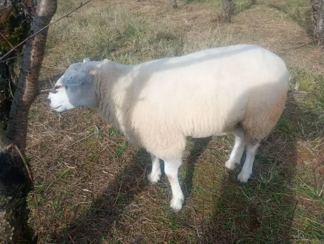 Carneiro reprodutor texel 