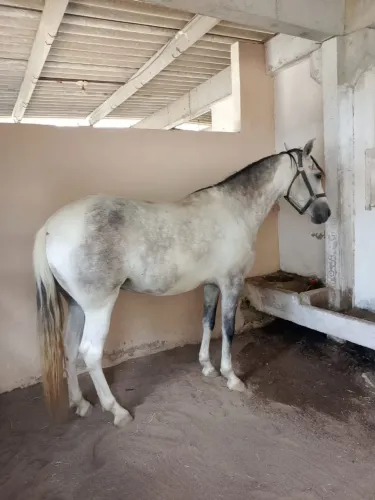 ÉGUA MANGALARGA - BOA DE MARCHA E ÓTIMA ÍNDOLE