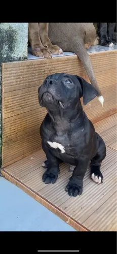 Pitmonster 