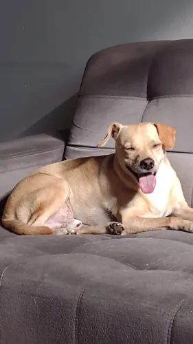 DOAÇÃO: VIRA-LATA CARAMELO MACHO 4 ANOS