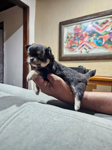 Chihuahua