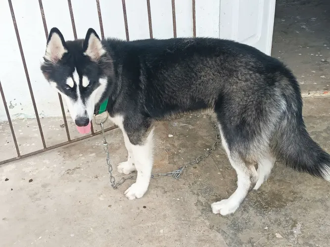 Husky siberiano com quase 2 anos.