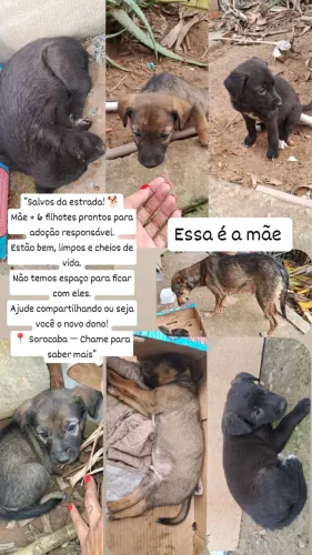 Adoção solidária 