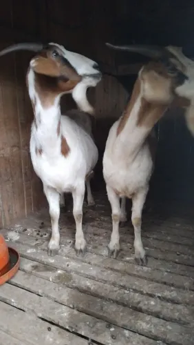 Vende se cabras