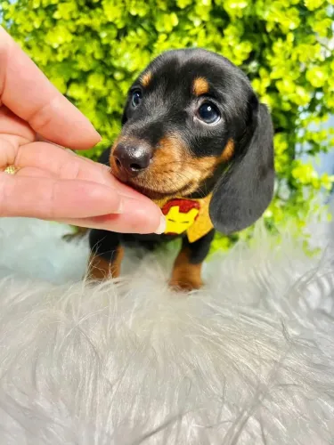 Filhotes dachshund