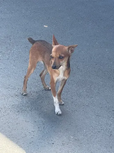 Pinscher