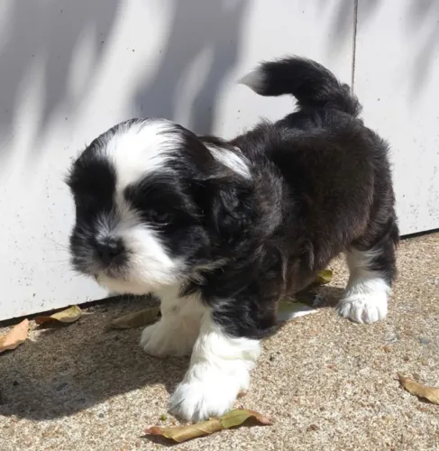 FILHOTE DE SHIH TZU MACHO