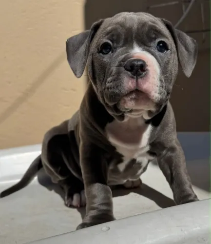 American Bully macho