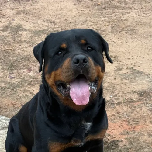 Filhote Rottweiler