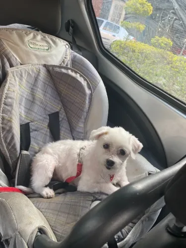 Doando a cachorra maltês