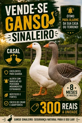 Ganso Sinaleiro