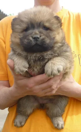 Chow chow cheia de charme