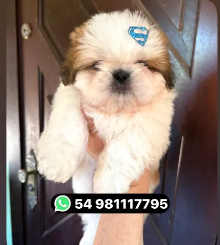 Lindos filhotes de shih tzu