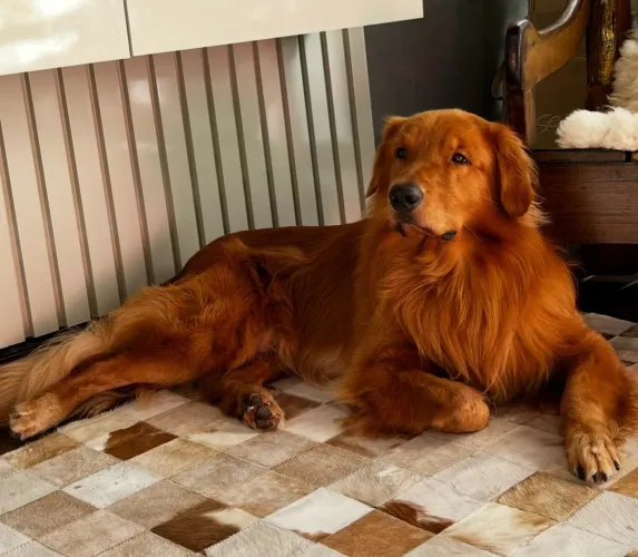 DOAÇÃO RESPONSÁVEL - GOLDEN RETRIEVER