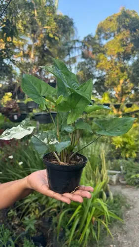Plantas