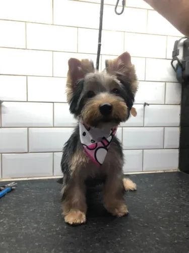 Vendo Yokshire fêmea com 5 meses 