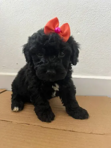 Poodle toy