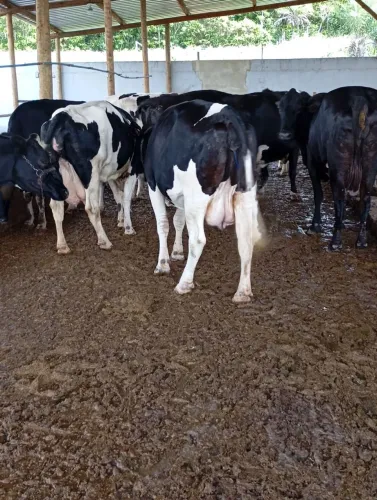 vacas de leite 