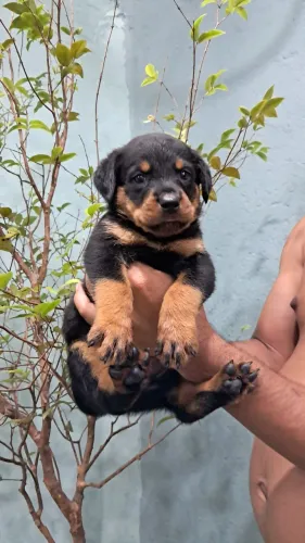 FILHOTES ROTTWEILER