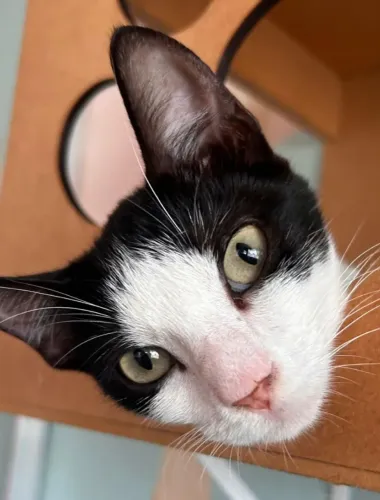 Gatinha Linda Frajola para Adoção Responsável 