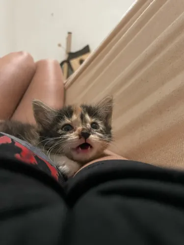 Gata filhote para adoção