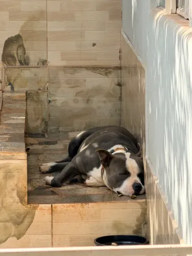 CACHORRO PITBULL PARA CRUZAR, UBERLÂNDIA MG