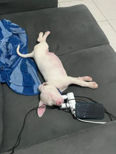 Cachorro Pitbull Albino 