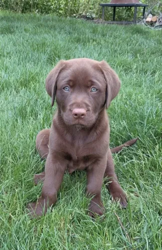 Labrador chocolate pedigree grátis só hoje