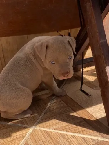 Filhote de pitbull fêmea
