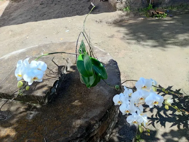 Vende se uma linda Orquídea Branca