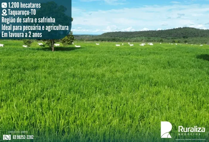 Taguaruçu  TO | Safra e Safrinha | 248 Alqueires