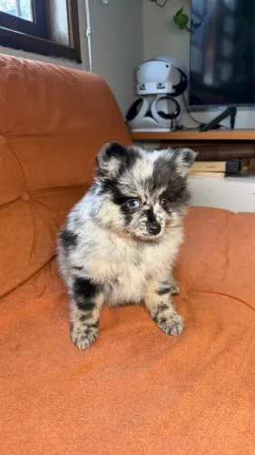 Pomsky merle fêmea com heterocromia 