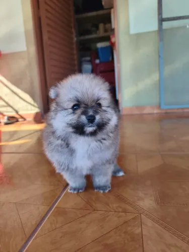 Filhote de Spitz alemão macho 