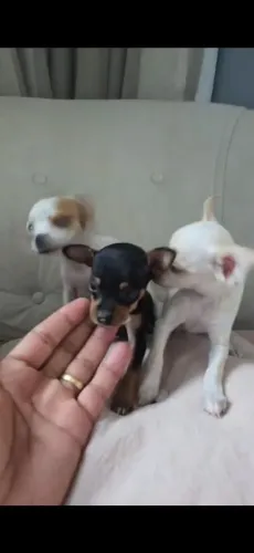 Pincher