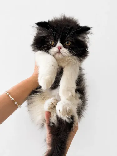 Gato persa