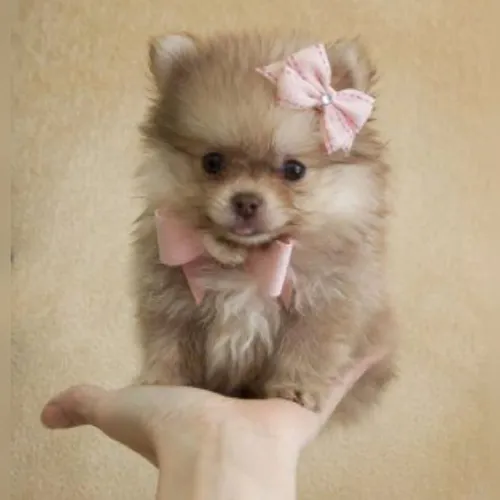 Spitz alemão, Lulu da Pomerânia lindos filhotes
