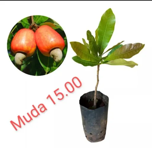 Mudas