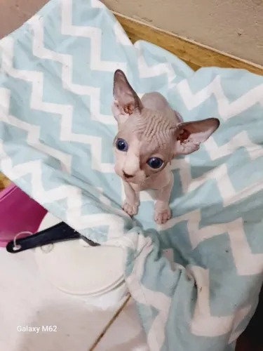 Sphynx pra reserva apaixonantes
