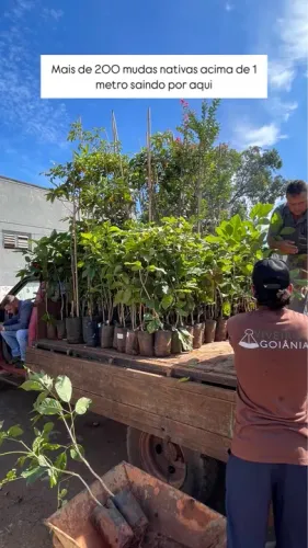 Mudas de Plantas Nativas para reflorestamento 