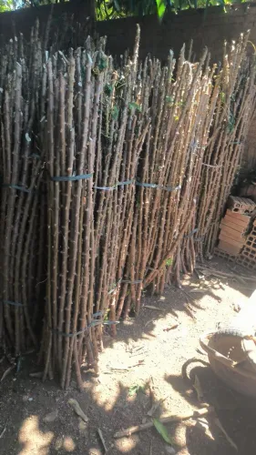 Rama de mandioca cama do cara