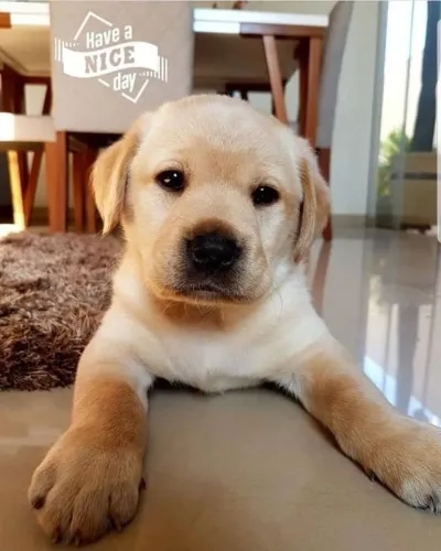 Filhote Labrador top para sua família 
