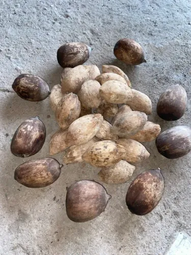 Coco Babaçu Pelado / Descascado (tipo: Exportação)