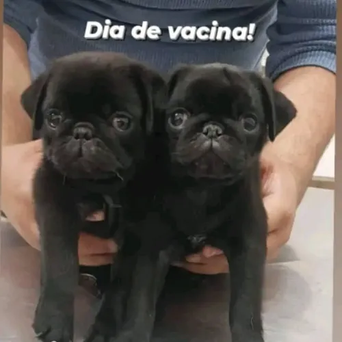 Pug fêmea 
