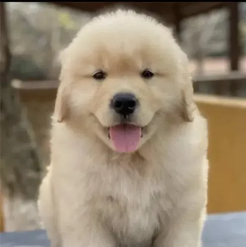 Golden Retriever O Companheiro Perfeito para Quem Ama Diversão