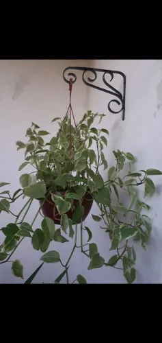 Suporte de ferro para plantas 