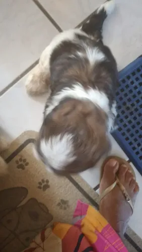 Vendo filhotes de Shitzu