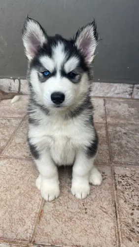 Husky Siberiano encantadores