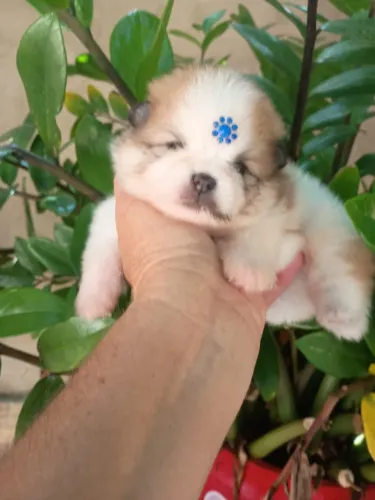 Venda filhote de Spitz Alemão 