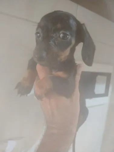 CACHORRINHOS SALSICHA 